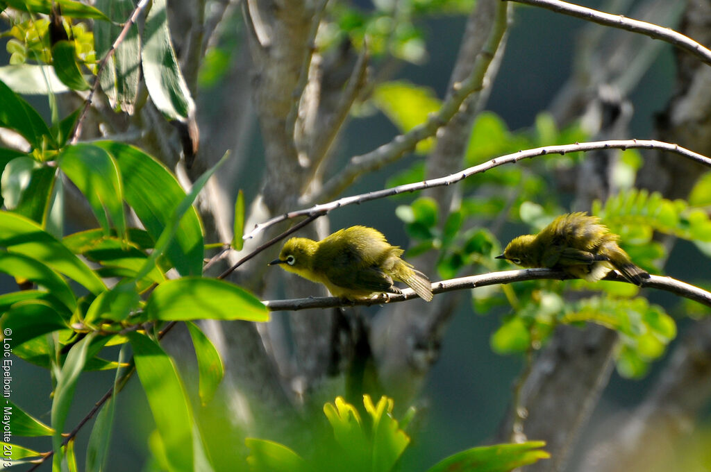 Zostérops de Mayotte