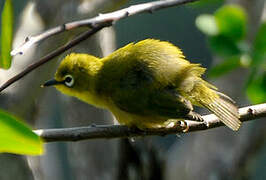 Mayotte White-eye