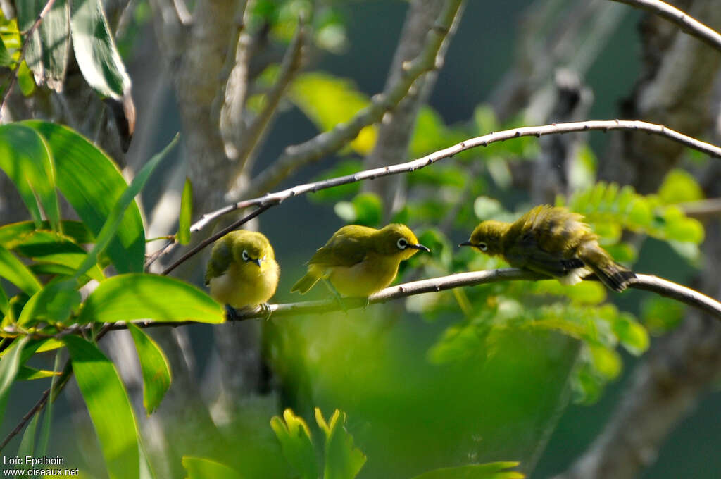 Mayotte White-eye