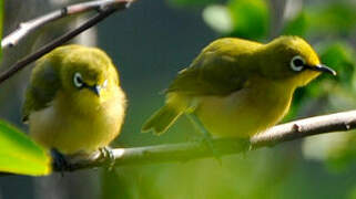 Mayotte White-eye