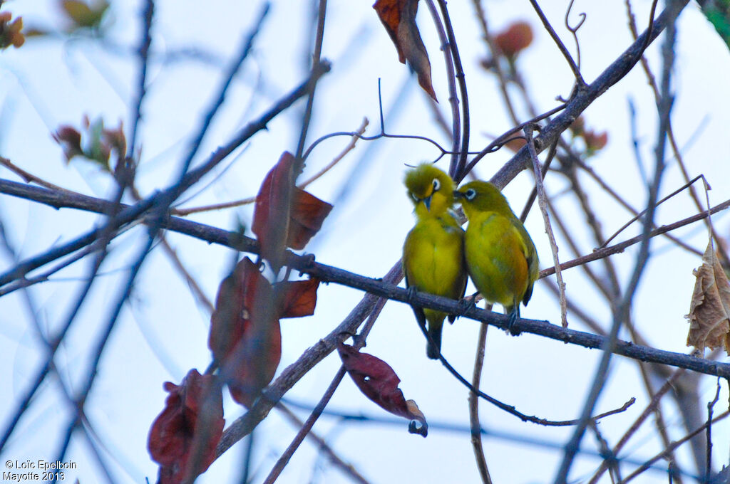 Mayotte White-eye