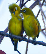 Mayotte White-eye