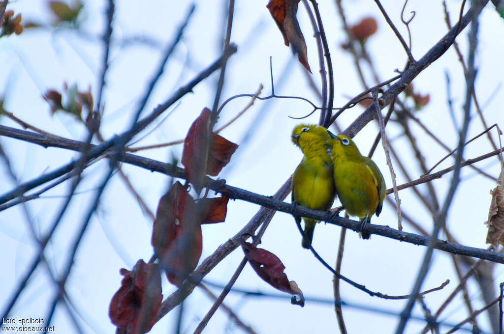 Mayotte White-eyeadult, courting display