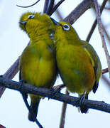 Mayotte White-eye