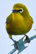 Mayotte White-eye