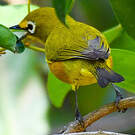 Zostérops de Mayotte