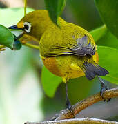 Mayotte White-eye