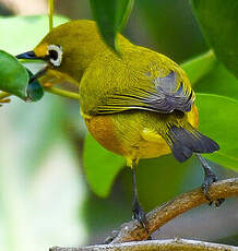 Zostérops de Mayotte