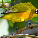 Zostérops de Mayotte