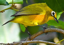 Zostérops de Mayotte