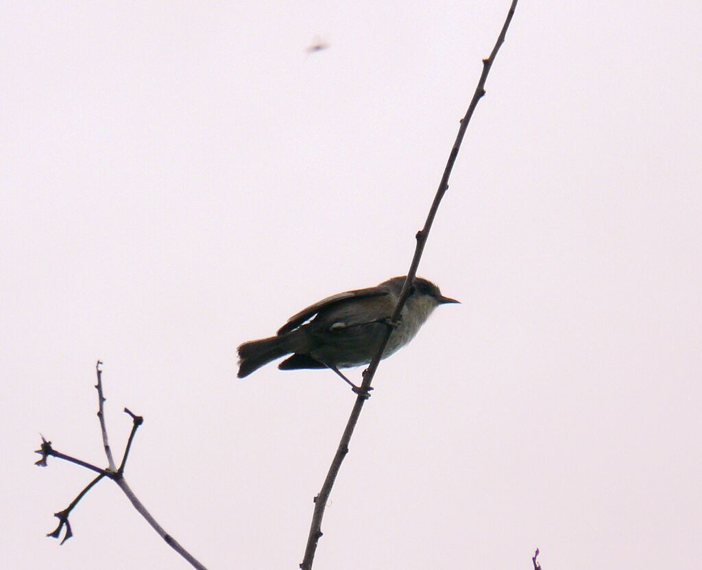 Reunion Grey White-eye