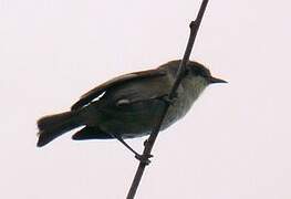 Reunion Grey White-eye