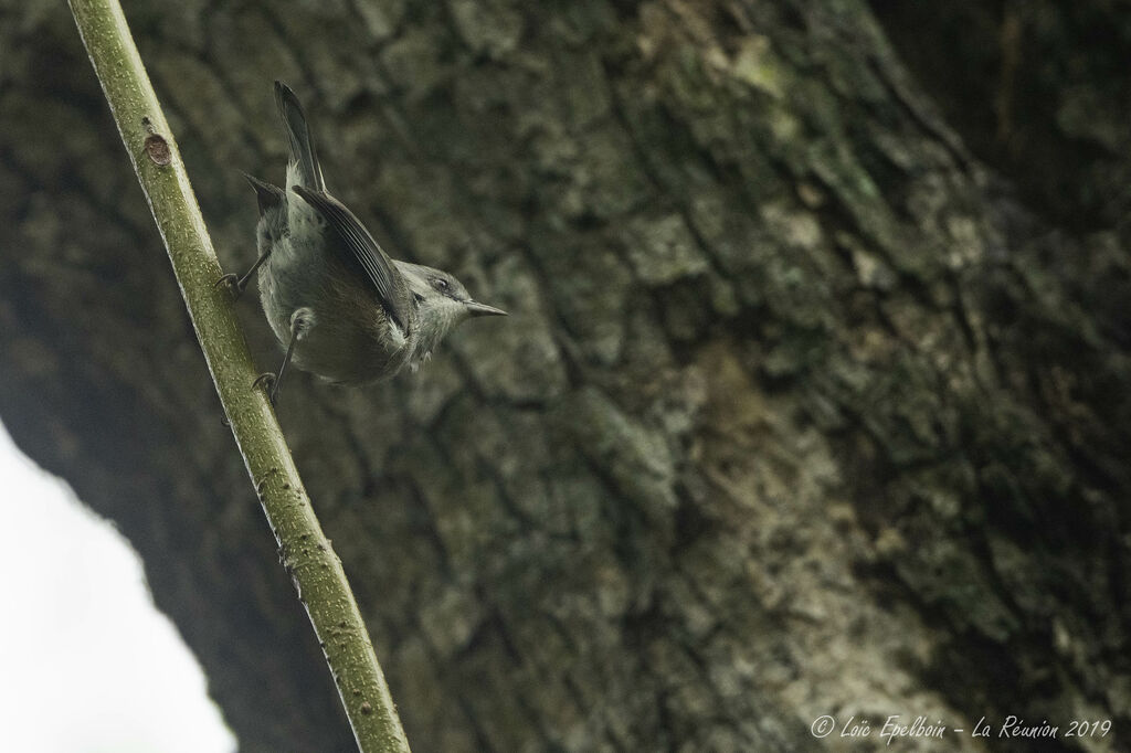 Reunion Grey White-eye