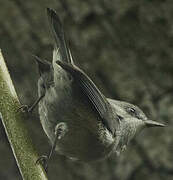 Reunion Grey White-eye