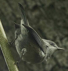 Zostérops des Mascareignes