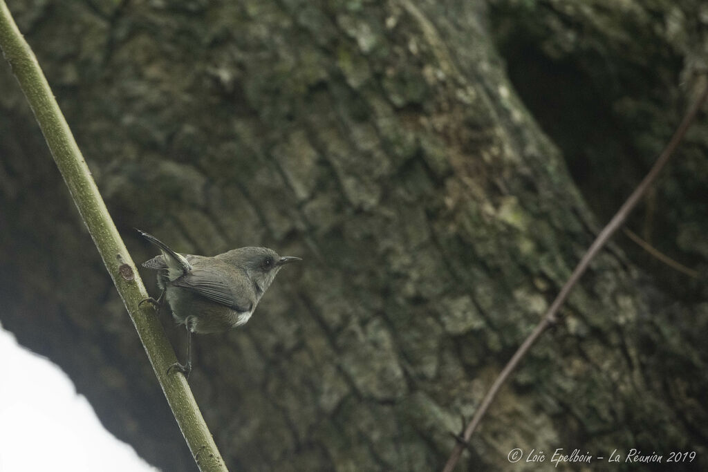 Reunion Grey White-eye