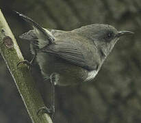 Reunion Grey White-eye