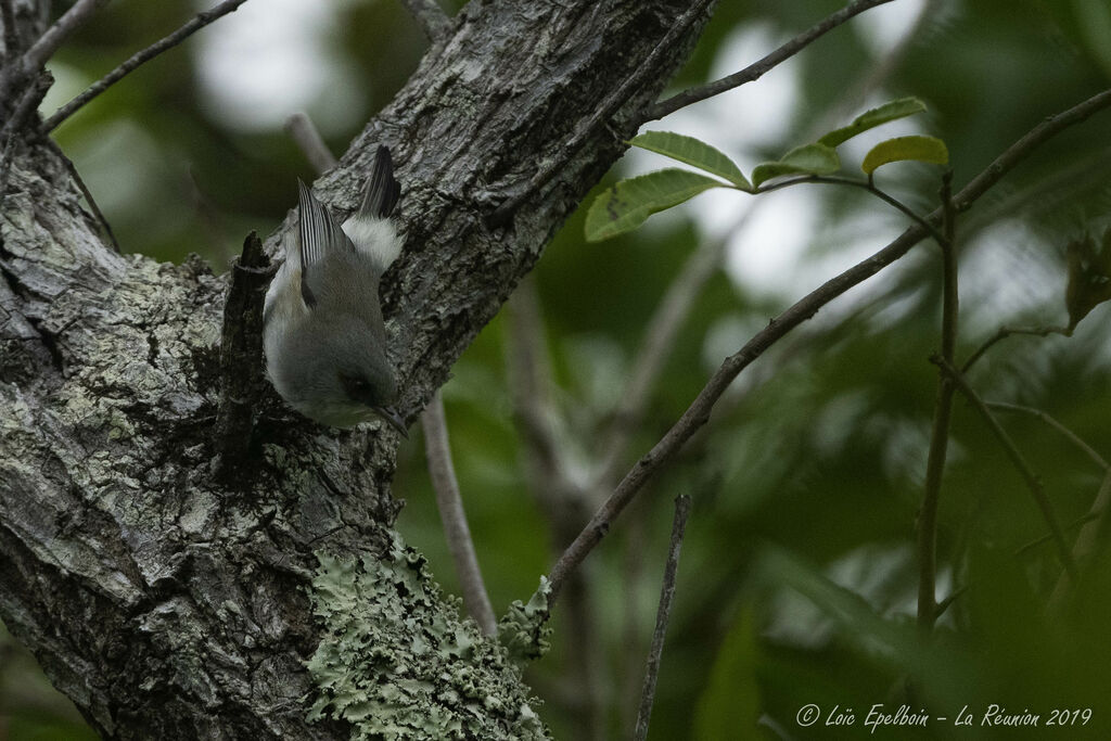 Reunion Grey White-eye