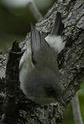 Reunion Grey White-eye