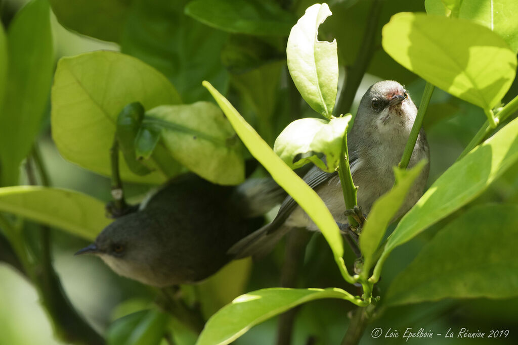 Reunion Grey White-eye