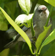 Reunion Grey White-eye