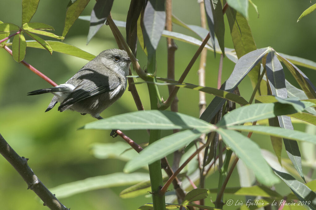 Reunion Grey White-eye