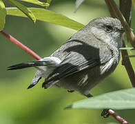 Reunion Grey White-eye