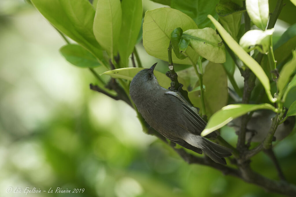 Reunion Grey White-eye