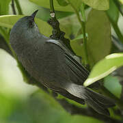 Reunion Grey White-eye