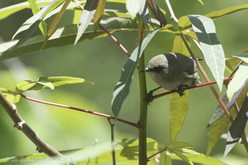 Reunion Grey White-eye