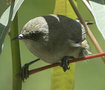 Reunion Grey White-eye