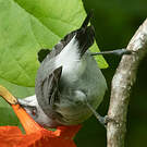 Zostérops gris