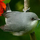 Zostérops gris