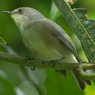 Zostérops gris