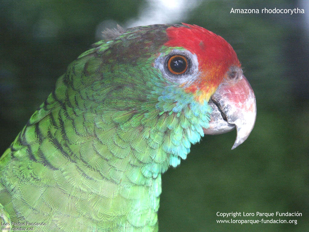 Red-browed Amazon