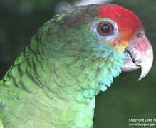 Red-browed Amazon