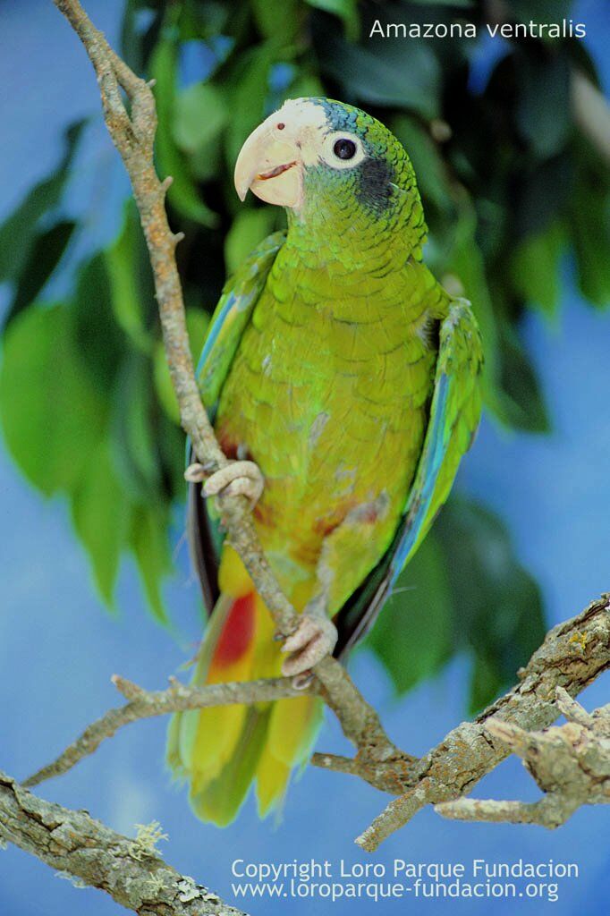 Hispaniolan Amazon