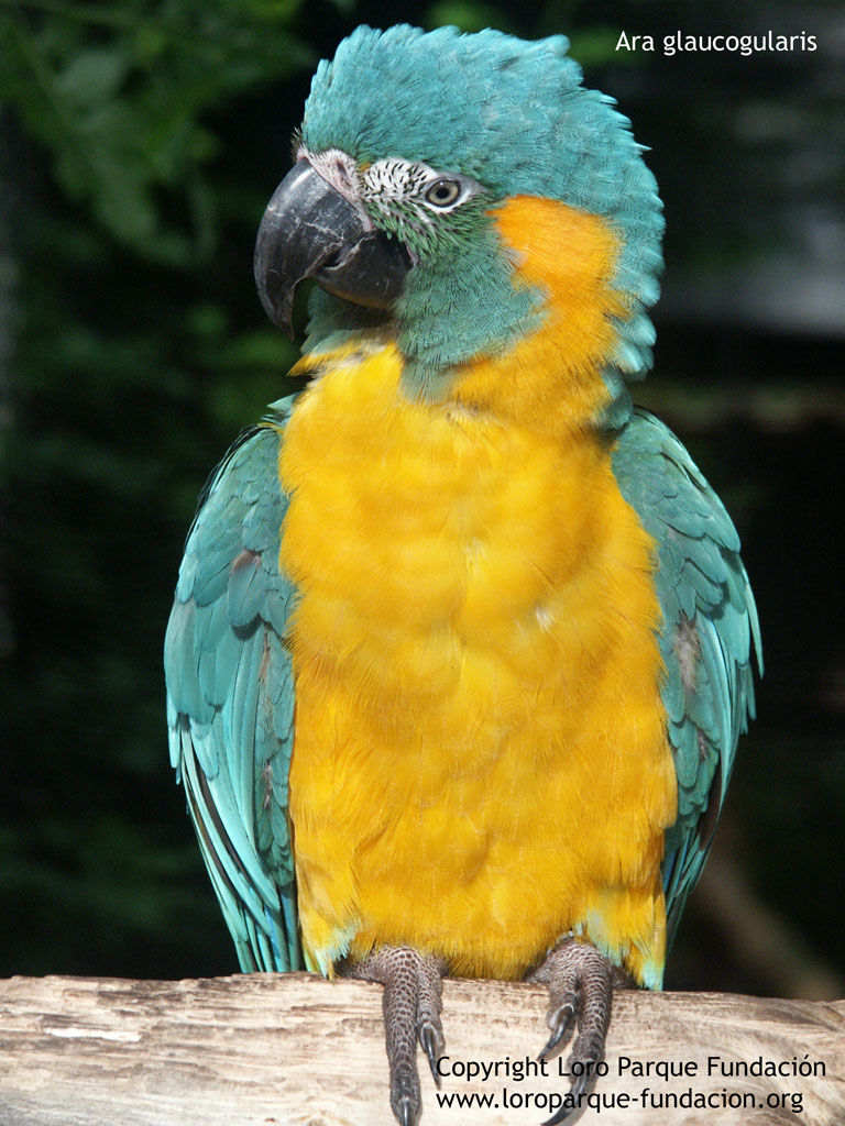 Blue-throated Macaw