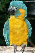 Blue-throated Macaw