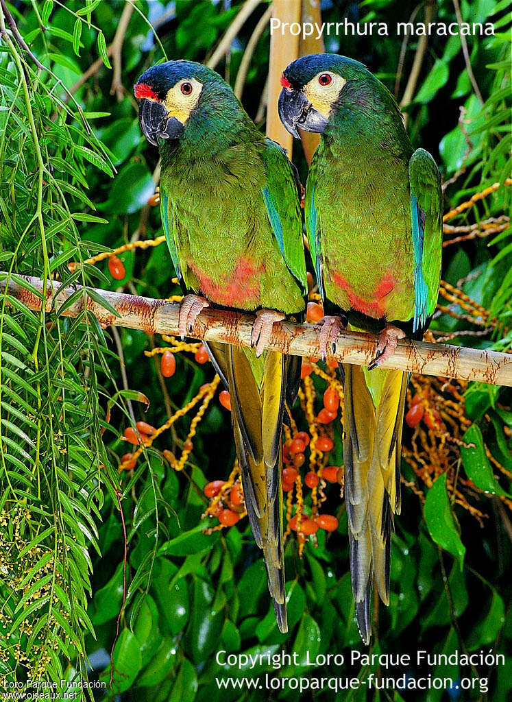 Blue-winged Macaw