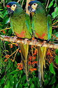 Blue-winged Macaw