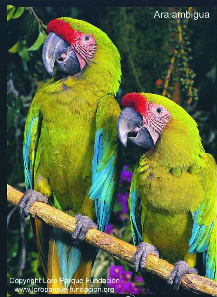 Great Green Macaw