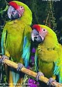 Great Green Macaw