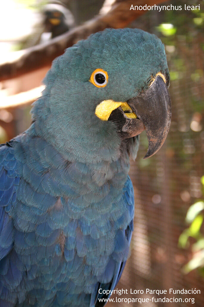 Lear's Macaw