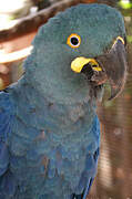 Lear's Macaw