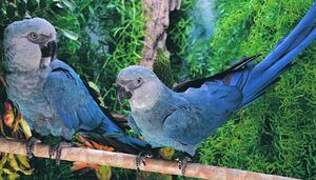 Spix's Macaw