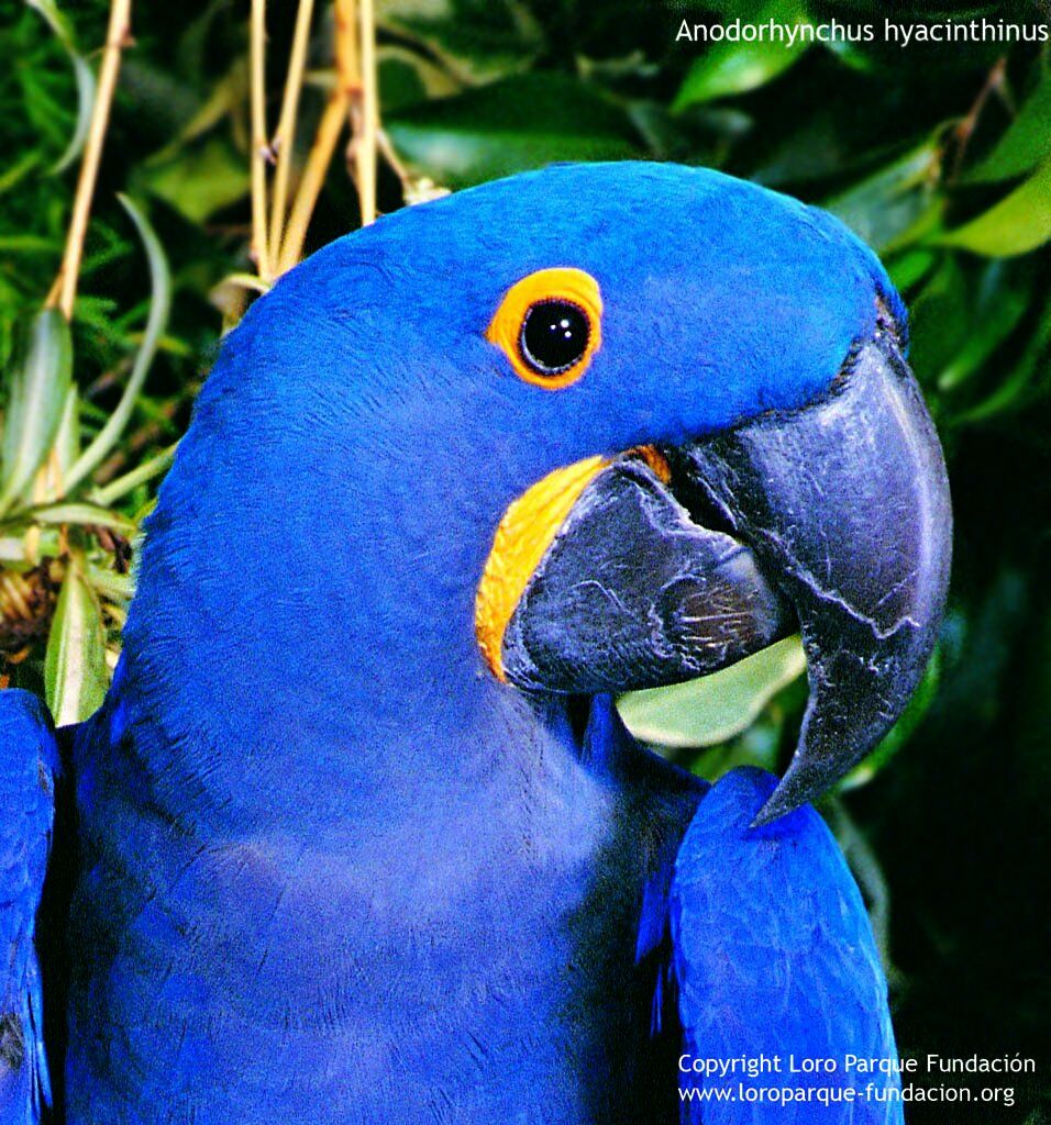 Hyacinth Macaw