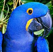 Hyacinth Macaw