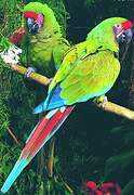 Military Macaw