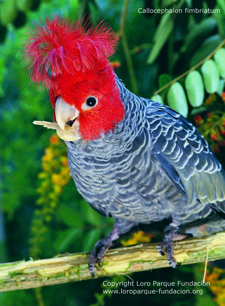 Gang-gang Cockatoo male adult